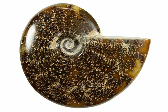 Polished Ammonite (Cleoniceras) Fossil - Madagascar #339222